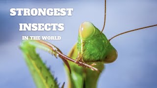 Unveiling the Mighty World of Tiny, Powerful Insects