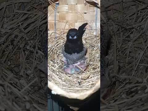 موانو دو جابون نوادر عصافير مشاهدات  فينش كناري طيور الجنة  عصفور مقنين