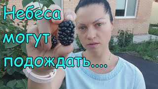 Небеса могут подождать - обзор сорта