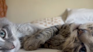 Abandoned Kittens get a Loving Home #4 by Simon and Link 4,065 views 1 year ago 13 minutes, 5 seconds