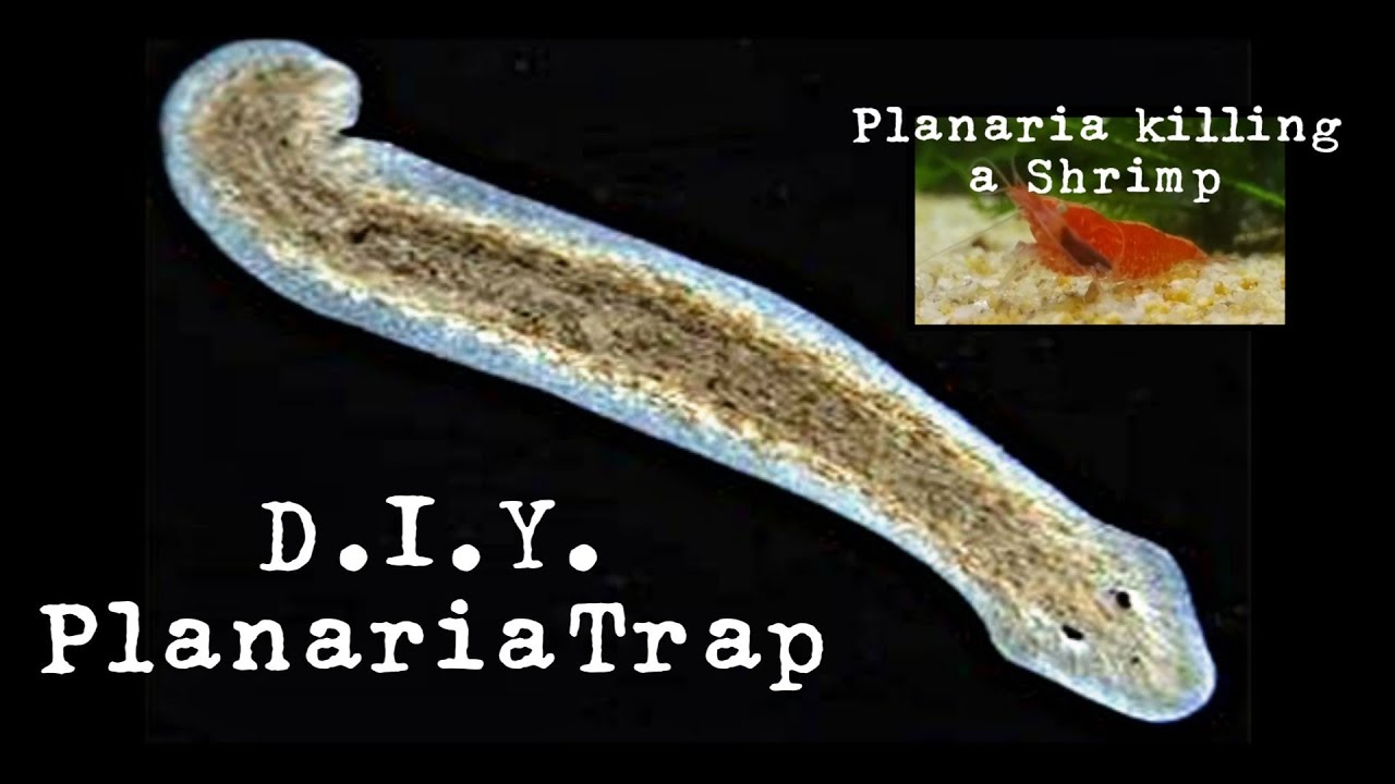 selecția planyhelminthes planaria