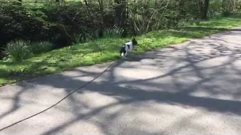 Recall training for a high prey drive terrier off squirrels