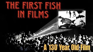 1895: "Gold Fishing". One of The First Films Ever Made Was About Fish & Aquariums! Lumiére Brothers