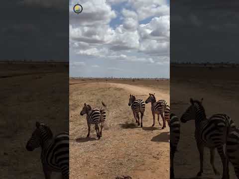 Compare corporate retreat venues in the Masai Mara: conference room capacity, Wi-Fi…