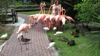 Hand-feeding flamingos
