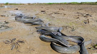 amazing fishing A fisherman Catch fish a lot little water Catch Catfish in dry season by hand