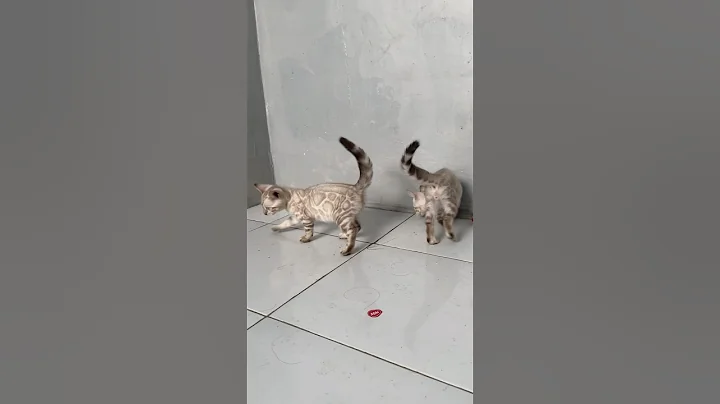 Watch the video about Bengal Snow Lynx Blue eye