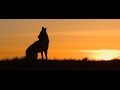 Song Dog - Nature Documentary