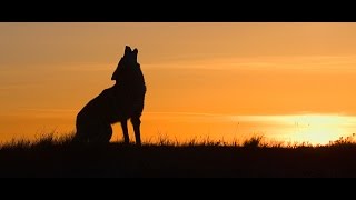 Song Dog  Nature Documentary