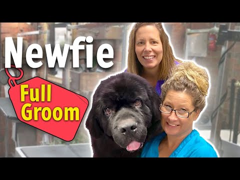 GROOMING a NewFoundland DOG step by step LESSON