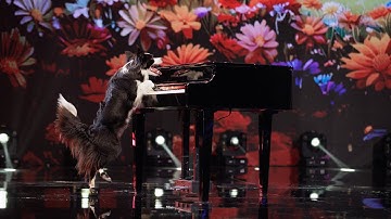 Anastasiia Beaumont and Salsa. Romania Got Talent all performances