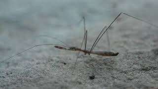 Celebrity Predatory Bug Dancing to Confuse Predators Net Worth