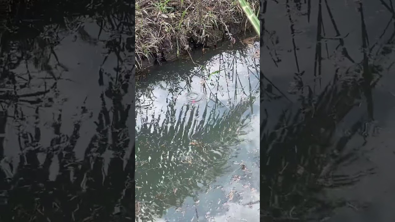 Mancing di kolam yang belum terjamah🎣🔥