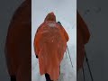 Hundreds of trekkers were stranded by unusually heavy snow #tilichobasecamp#winter magic #travel 🇳🇵