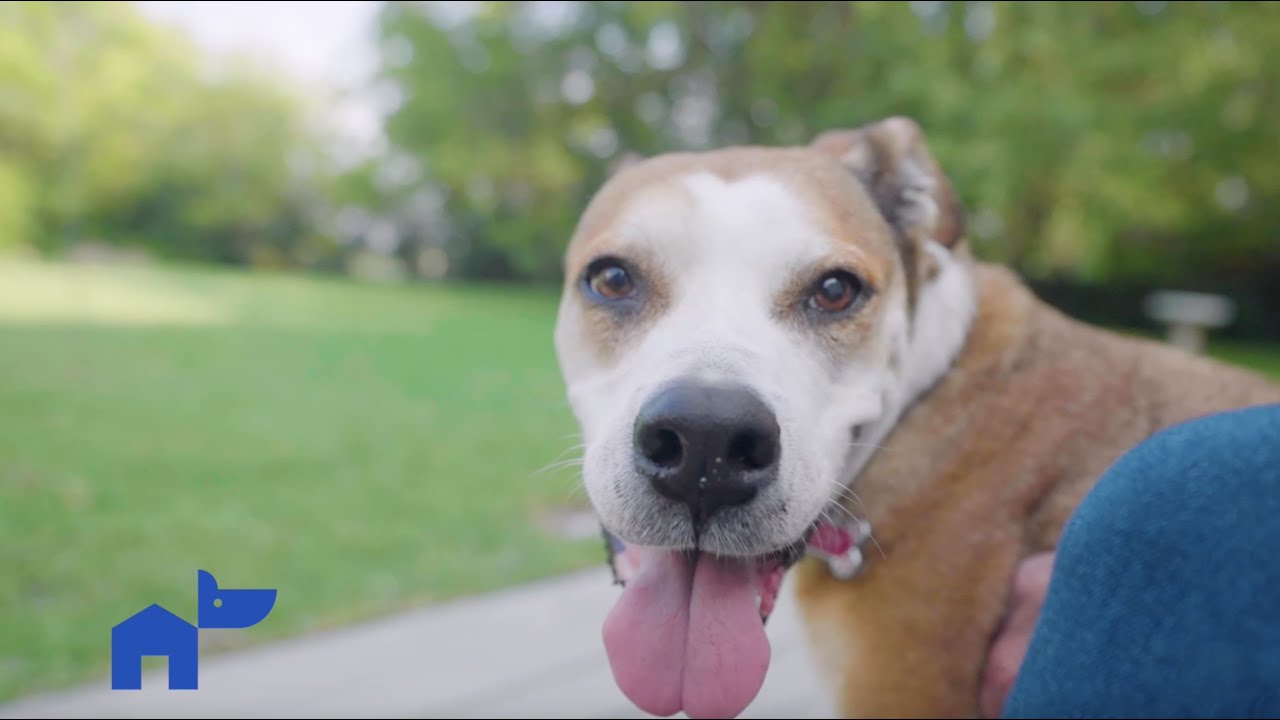 Izzy was a hospice foster but she's beating the odds!