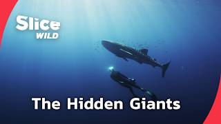 Beyond Sea Monsters: In Search of the Ocean’s Giants | FULL DOC | SLICE WILD Which Marine Mammal Dives The Deepest Fulll Doc Slice Wild