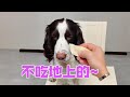 喜豆:你个老登!我不吃掉地上的!#养狗的乐趣#史宾格