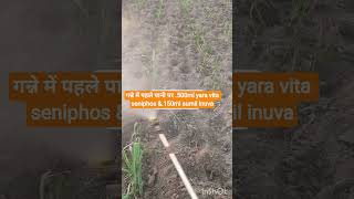 गन्ने में पहले पानी पर .500ml yara vita seniphos &.150ml sumil inuva #insectiside#trendingvideo#yts#