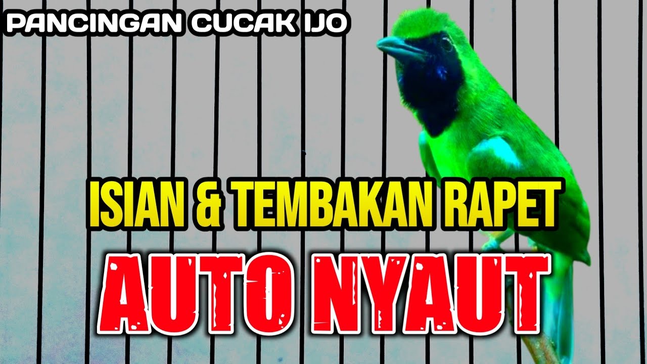 PANCINGAN CUCAK IJO SUPER GACOR DIJAMIN AMPUH MEMBUAT CUCAK IJO BAHAN AUTO JAMTROK
