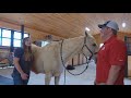 How to Massage a horse