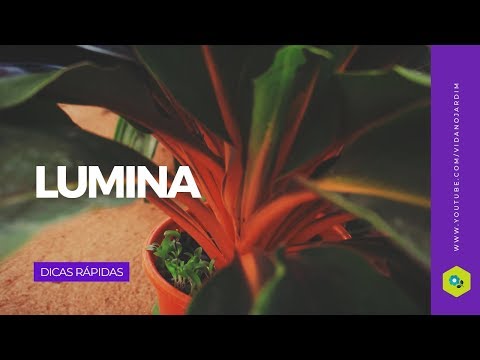 Lumina