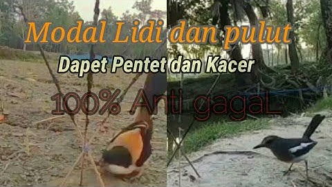 cara ampuh Modal Lidi dan Pulut dapet burung Pentet dan Kacer