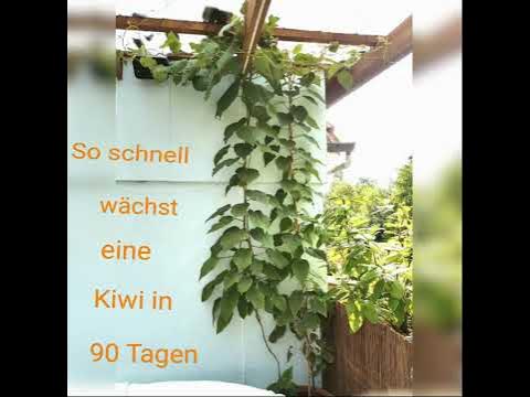 Wie schnell wächst eine Kiwi Pflanze YouTube