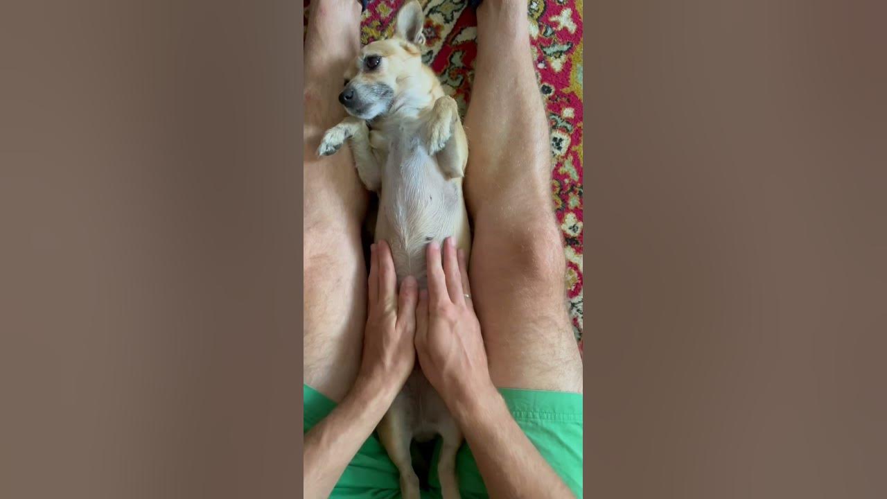 Собачий кайф 😎👍🏾 - YouTube