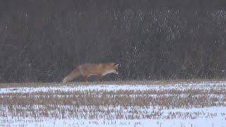 Охота на лису в конце февраля.