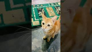 Havana brown cat jumping  #shorts #shortvideo #viral #youtubeshort
