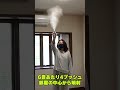 【ムカデ用殺虫剤】ワンプッシュ型ムカデ駆除剤！ムカデの侵入防止にも効果的 1本あれば安心 ムカデコロリ1プッシュ式スプレー #shorts #ムカデ駆除 #殺虫剤