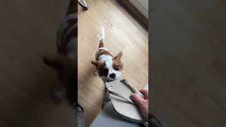 Baby Dogcute And Funny Dogs