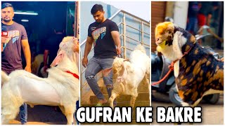 Extreme Quality Unique Goats by Gufran at Dongri in South Mumbai