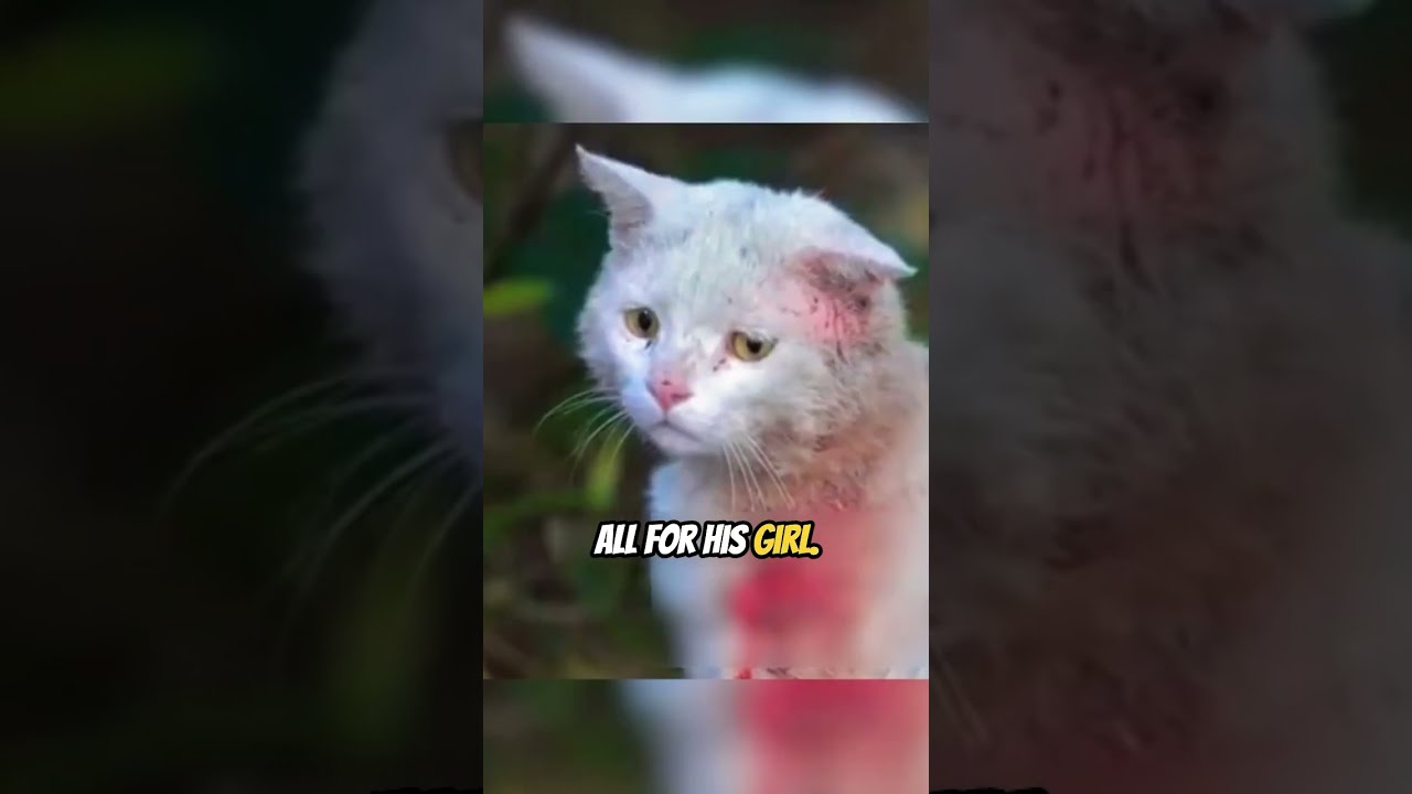 A White Knight