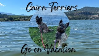 Cairn Terriers Go on Vacation to the Lake!