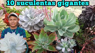 10 SUCULENTAS que crecen gigantes//sustrato, iluminación y todo sobre ellas