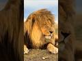 O Leão vence sem precisar atacar... #curiosidades #animais #bichos