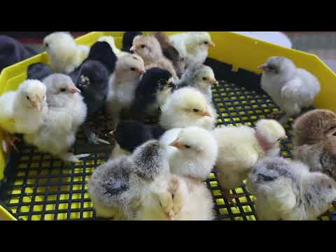 incubator Cleo 5