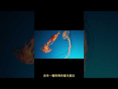 海裡會發光的不是燈，是水母！有用但不多的小知識 -62 #水母 #發光 #冷知識