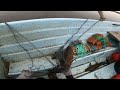 Verkkokalastusta Kitkajärvellä. Osa 10 - kalojen irrottaminen ja verkkojen selvittäminen järvellä.