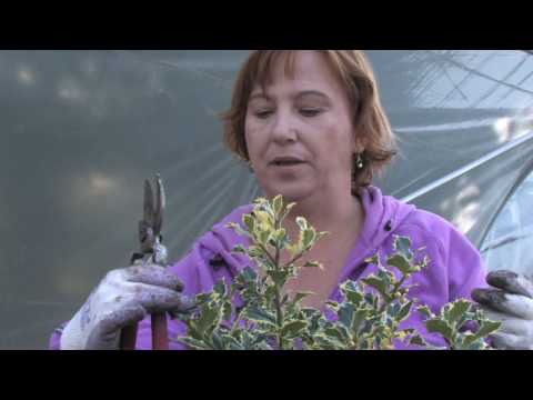 Plant Care & Gardening : How to Prune Holly Shrubs