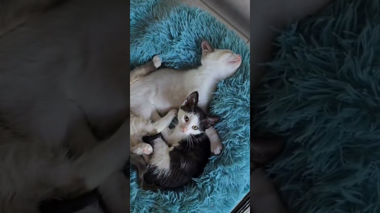 De Liefste Katten Doen Schattige Dingen 