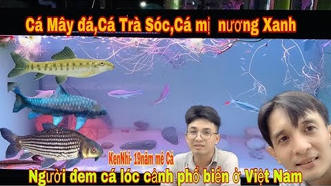 Đột nhập shop cá săn mồi lâu đời nhất Biên Hoà-Thái salem đón 5 thành viên mới