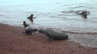 Sea Lions II - P1060116.MOV