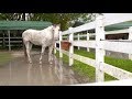 South Florida SPCA - Hurricane Irma