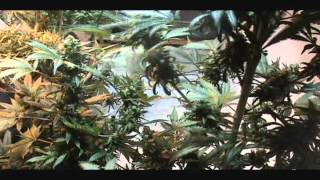 MMJ indoor grow rookie of the Year 900w Plasma grow