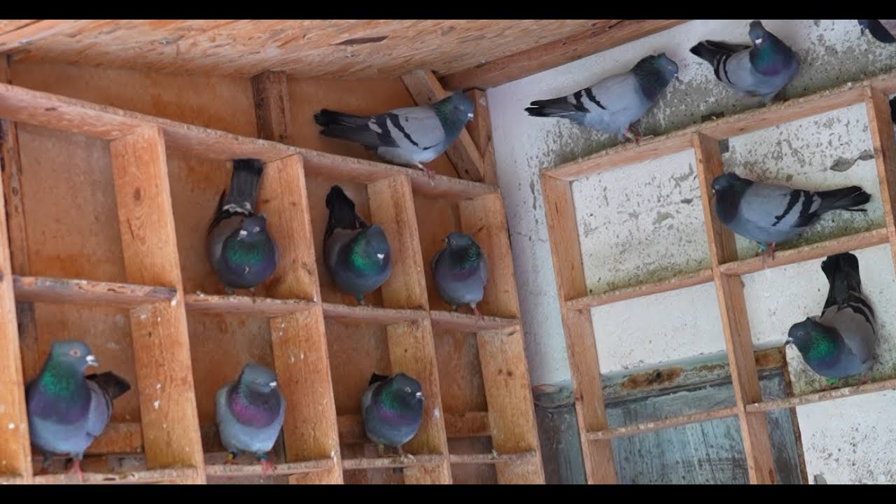 Vicešampion Srbije + seniori 2024. - Nebojša Stojanović GSS 57