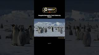 How Penguins Never Lose Their Babies #facts #viral #shorts #didyouknow #penguin