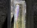 衝撃スクープ映像!未確認生物を捕獲に成功しました