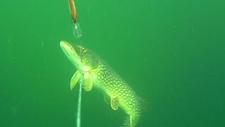 Pike action while trolling a deep diving rattlin lure